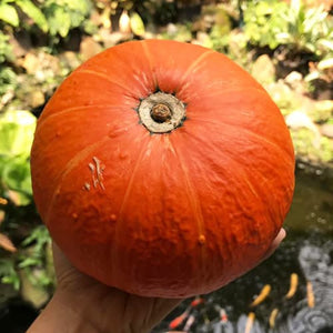Kabocha (Labu Jepang) Organik